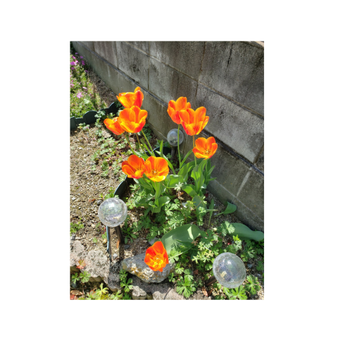 庭のチューリップ🌷