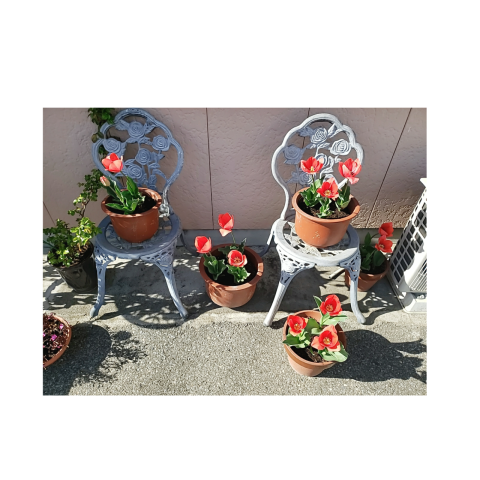 チューリップ🌷