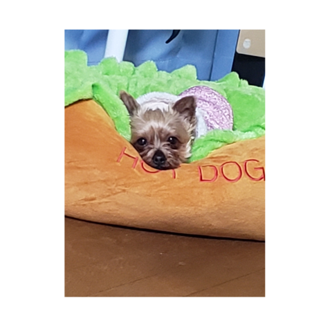 愛犬