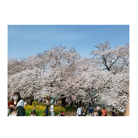 さくら祭（熊谷）