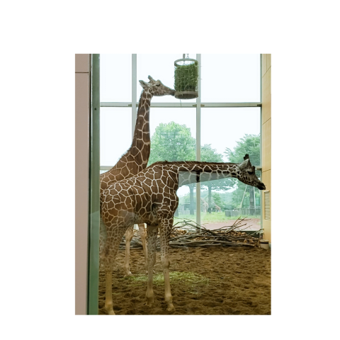 埼玉県こども動物自然公園🦒
