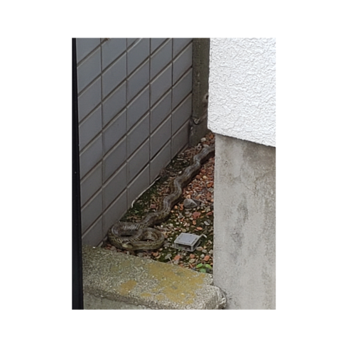 蛇🐍
